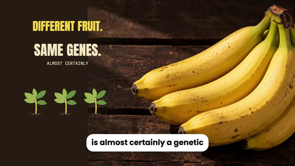 Every banana you buy is a clone