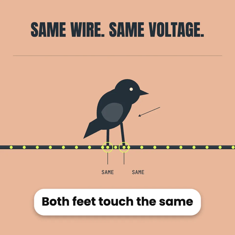 Why Birds on Power Lines Don't Get Shocked
