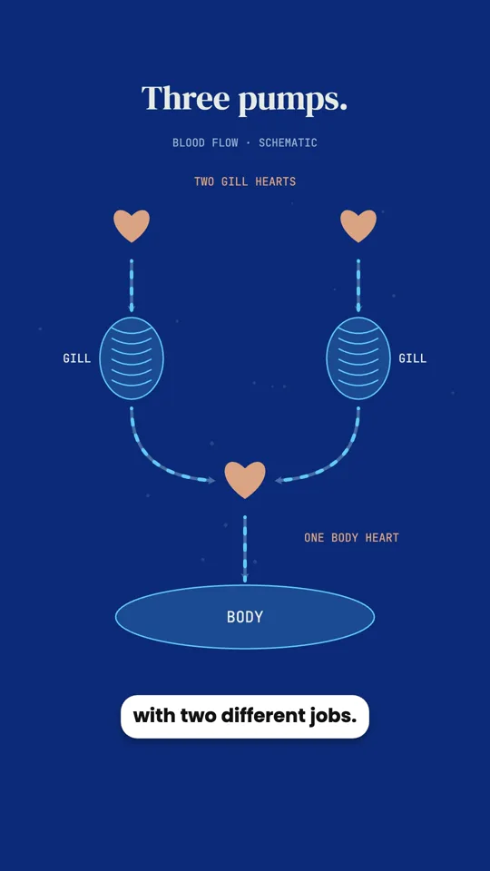 Three hearts and blue blood