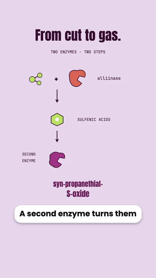 Why Onions Make You Cry