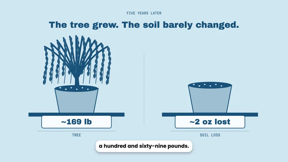 A tree is made mostly of air